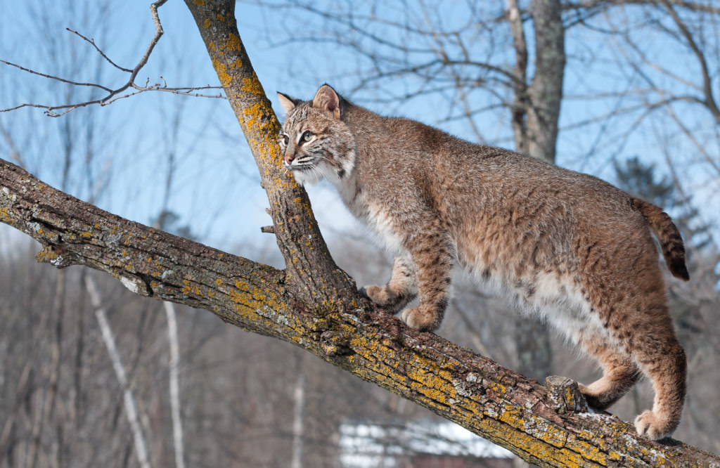 Bill to ban sale of bobcat pelts heads to Illinois Senate