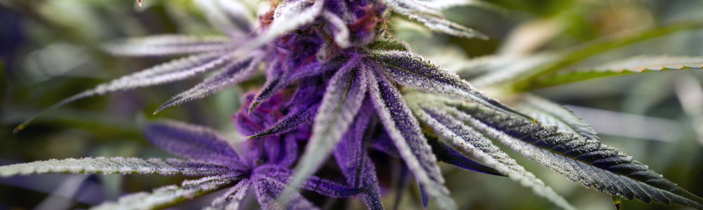 Illinois marijuana legalization