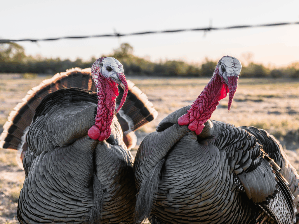 11 reasons Illinoisans can be thankful this year