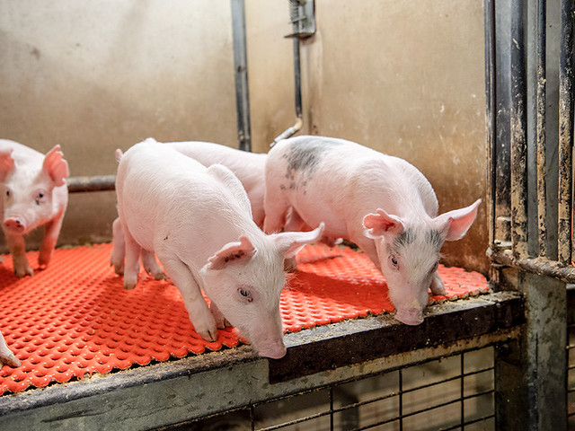 Waste watch: Illinois’ porky budget gives $7M to move pigs